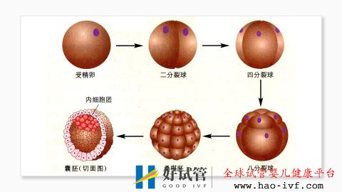 试管婴儿费用大约多少2021年——3.国内一二代试管婴...(图2) 试管婴儿费用大约多少2021年——3.国内一二代试管婴...(图2)