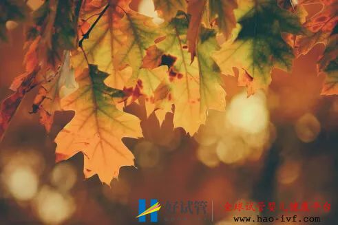 试管婴儿与多胎(图1) 试管婴儿与多胎(图1)